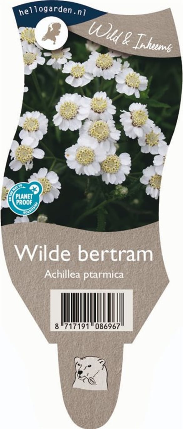 Achillea ptarmica - P11